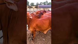 Lineup of young red bulls at Brownies Ranch [upl. by Odnuges]