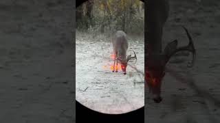 Cabelas CX Pro Binos hunting whitetail [upl. by Morganne]