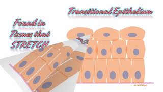 Tissues Histology Slides Tutorial for anatomy tissues practical exam [upl. by Brandi]