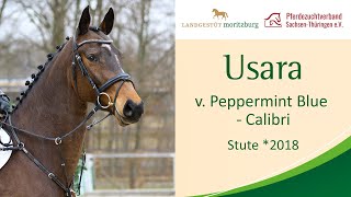 quotUsaraquot Stute 2018 v Peppermint  Calibri  10 Verkaufspferdewoche 2024 Moritzburg [upl. by Narmi]