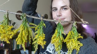 harvesting wild goldenrod  tool cleansing  reframing negative thoughts vlogtober day 25 [upl. by Eilloh]