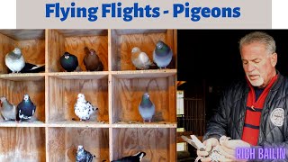 NY Flying Flights Pigeons  Loft Tour Rich Bailin [upl. by Sy]