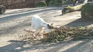 Tierpark Berlin Berlin Zoo [upl. by Ayoj]