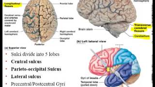 Chapter 12 Lecture A Brain Ventricles Cerebral White Matter [upl. by Ahola]