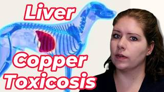 Liver Copper Toxicosis in Pets  Vet’s Voice [upl. by Attirb]