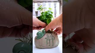 Recycle cup for planting flower in in office so beautiful garden plants flower diy amazing [upl. by Spike272]