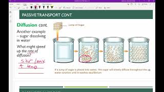 Passive Transport Cell Transport Notes [upl. by Nereus]