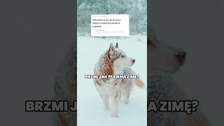 Poszukiwany wolontariusz do pracy z psami husky w Laponii ❄️ podróże zima laponia [upl. by Swann]