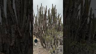 The biggest Eulychnia in Chile 🤩 How old do you imagine this cactus is [upl. by Enyala]