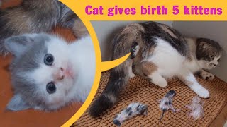 Cat Giving Birth Cat Gives Birth To 5 Kittens  Part 1 [upl. by Jurgen610]