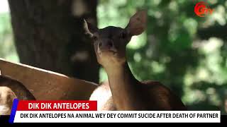 Problem as dik diK na the only animal wey fit commit suicide after death of partner [upl. by Emlynn982]