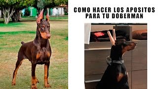 COMO FABRICAR APOSITOS PARA LAS OREJAS DE UN DOBERMAN [upl. by Airom]