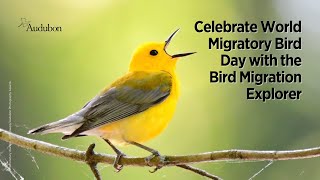 Celebrate World Migratory Bird Day with the Bird Migration Explorer [upl. by Lyris]