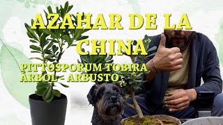 Azahar de la china [upl. by Silloc]