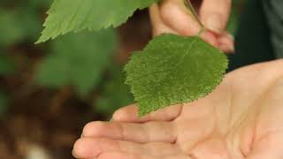 Lets ID paper birch Betula papyrifera [upl. by Afital326]