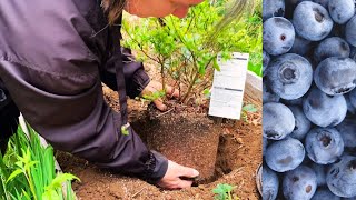 Growing Delicious Blueberries Planting Your Own Blueberry Bushes [upl. by Augusta716]