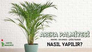 Areka Bakımı Nasıl Yapılır  Sulama Toprak Değişimi ve Çoğaltılması [upl. by Areema]