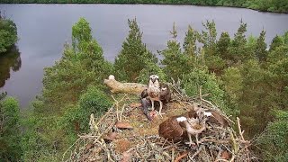 Early Stages of a New Osprey Partnership  Loch of the Lowes Webcam 2024 [upl. by Anitnatsnok993]