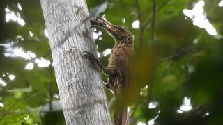 Black banded Woodcreeper Mandari Panga Ecuador [upl. by Aihcats744]