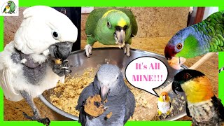 How to Make Birdie Muffins for Your Parrot [upl. by Lilak714]