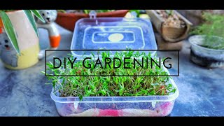 how to germinate coriander seed  coriander germination in 4 days  how to grow coriander [upl. by Ellehcil]