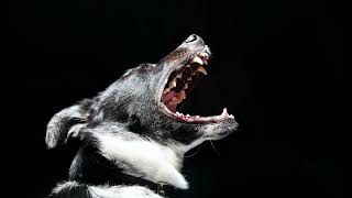 High Pitched Dog Whistle Sound To Stop Dogs Barking dogs will react fast [upl. by Sipple]