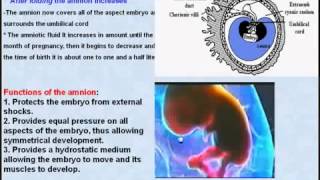 41 General Embryology Amnion [upl. by Aicinad347]