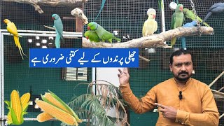 Green Ringneck and Raw parrot’s Breeding farm Review  How important is corn to birds Birds food [upl. by Nyrhtac]