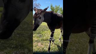 Why does the okapi have a shape similar to a giraffe but stripes like a zebra okapi animals [upl. by Dinnage113]