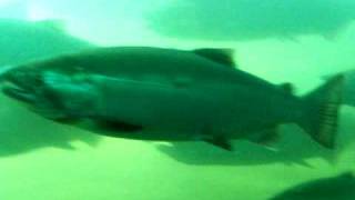 Huge salmon  the Bonneville Dam swimming through the ladder [upl. by Drawoh102]