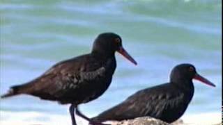 Sooty Oystercatcher Haematopus fuliginosus [upl. by Claus]