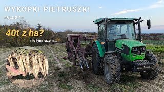 Zbiór pietruszki  Wschody determinują plon Vlog 14 [upl. by Santa160]