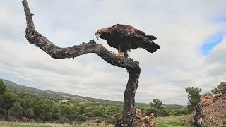 Steinadler in Andalusien [upl. by Aniaj920]