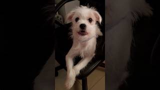 Cute Dog viralvideo shortvideo doglover playingdog animallover [upl. by Akenehs]