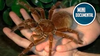 Tarántula Goliat mini documental [upl. by Nonnahs966]