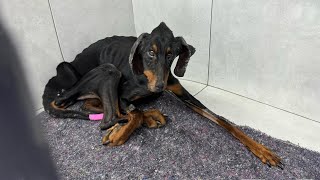 Doberman Dog Was Emaciated Like a Skeleton But When He Was Taken Care of He Became a King [upl. by Call]