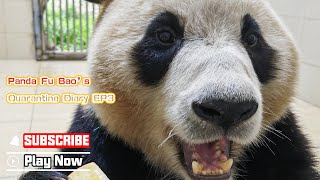 Panda Fu Bao’s Quarantine Diary EP3  iPanda [upl. by Panaggio]