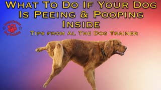 What To Do If Your Dog Is Peeing amp Pooping Inside  Tips From Al The Dog Trainer [upl. by Oiram91]