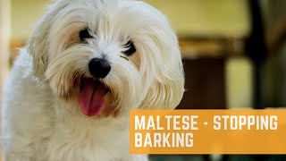 Maltese  Barks Excessively [upl. by Pegeen804]