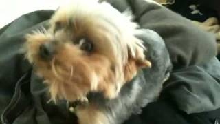 Cute Teacup Yorkie Sneeze Yorkshire Terrier [upl. by Wainwright]