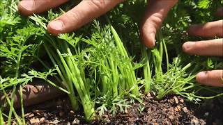 Thinning Carrots [upl. by Chad]