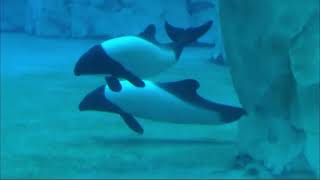 Aquatica Orlando  Commersons Dolphins  2015 [upl. by Assen]