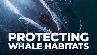 Protecting Whale Habitats in the St Lawrence Estuary [upl. by Dre]