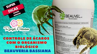 Testei a Beauveria Bassiana nas Rosas do Deserto  Confira os Resultados [upl. by Ognimod]