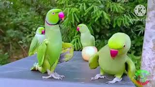 yellow ringneck parrot green ringneck parrot Aaye Dekhen is video mein inke Sone Khubsurat baten💓💓👌🥰 [upl. by Marciano]