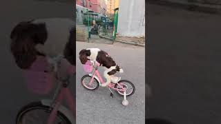 Smart dog riding a bike [upl. by Ebby]