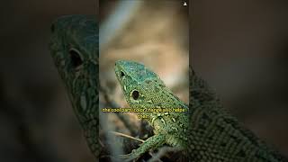 How Do Chameleons Change Color The Science Behind It 🦎 [upl. by Pimbley]