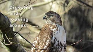 Red tailed Hawk Hunting amp Eating [upl. by Nawrocki]