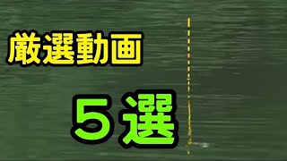 【釣り】厳選動画 ５選【へらぶな釣り】 [upl. by Nnel723]