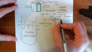 The Structure and Opening Mechanism of CysLoop Receptors Part 1 [upl. by Loar113]